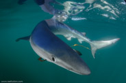 Shark Diving, Rhode Island, USA;  1/250 sec at f / 9,0, 10 mm