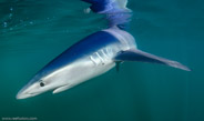 Shark Diving, Rhode Island, USA;  1/250 sec at f / 9,0, 10 mm