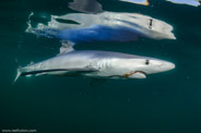 Shark Diving, Rhode Island, USA;  1/320 sec at f / 9,0, 10 mm