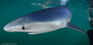 Shark Diving, Rhode Island, USA;  1/320 sec at f / 9,0, 10 mm