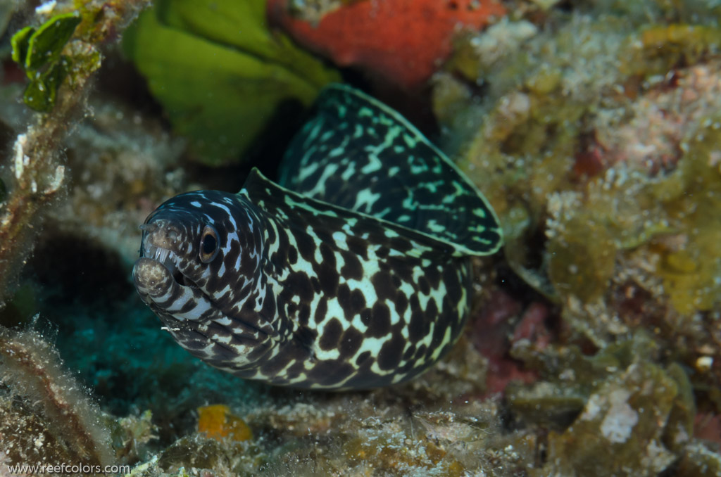 Copacabana Reef, Havana, Cuba;  1/250 Sek. bei f / 18, 105 mm