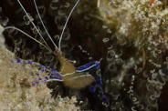 Copacabana Reef, Havana, Cuba;  1/250 Sek. bei f / 22, 105 mm