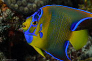 Copacabana Reef, Havana, Cuba;  1/250 Sek. bei f / 18, 105 mm