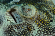 Copacabana Reef, Havana, Cuba;  1/250 Sek. bei f / 18, 105 mm