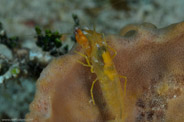 Copacabana Reef, Havana, Cuba;  1/250 Sek. bei f / 18, 105 mm