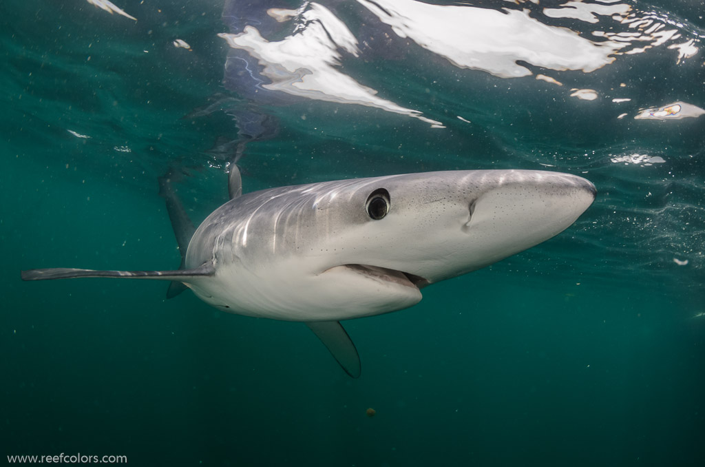 Shark Diving, Rhode Island, USA;  1/200 Sek. bei f / 9,0, 10 mm