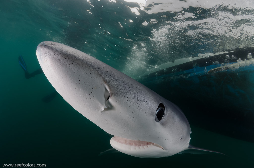 Shark Diving, Rhode Island, USA;  1/250 Sek. bei f / 10, 10 mm