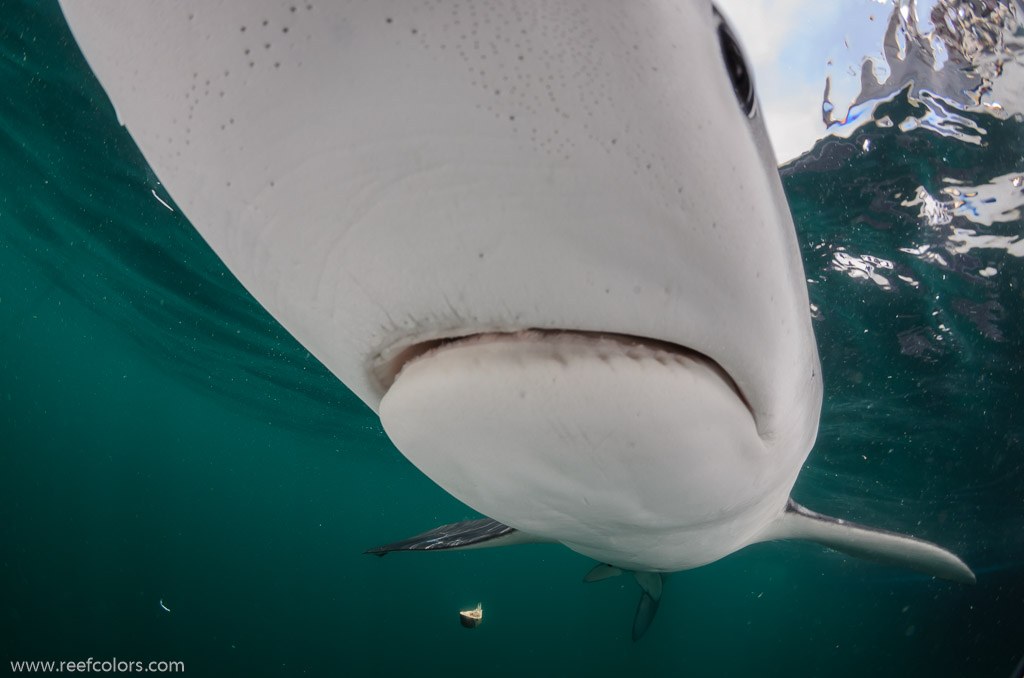 Shark Diving, Rhode Island, USA;  1/200 Sek. bei f / 9,0, 10 mm