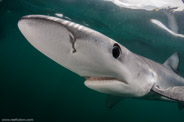 Shark Diving, Rhode Island, USA;  1/200 Sek. bei f / 9,0, 10 mm