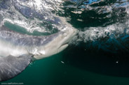 Shark Diving, Rhode Island, USA;  1/125 Sek. bei f / 9,0, 10 mm