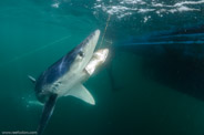 Shark Diving, Rhode Island, USA;  1/200 Sek. bei f / 9,0, 10 mm