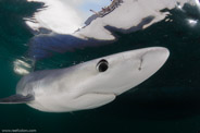 Shark Diving, Rhode Island, USA;  1/200 Sek. bei f / 9,0, 10 mm