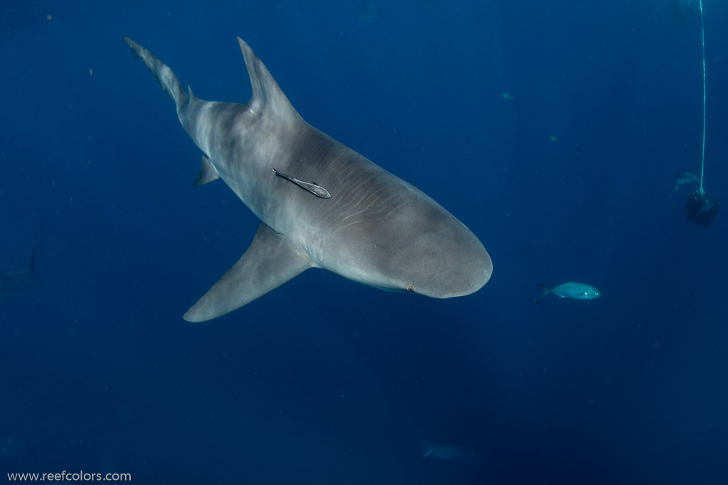 Florida Shark Diving, Florida, USA;  1/250 sec at f / 7,1, 13 mm