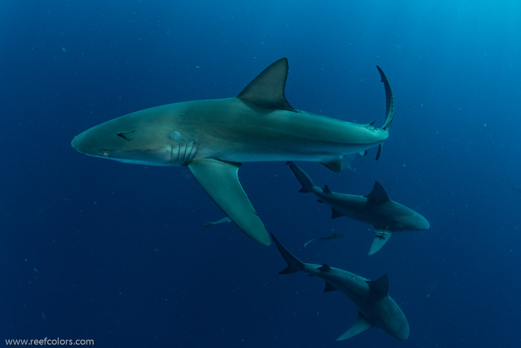 Florida Shark Diving, Florida, USA;  1/250 sec at f / 9,0, 10 mm