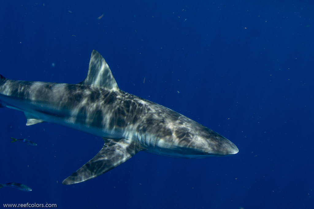 Florida Shark Diving, Florida, USA;  1/250 sec at f / 8,0, 17 mm