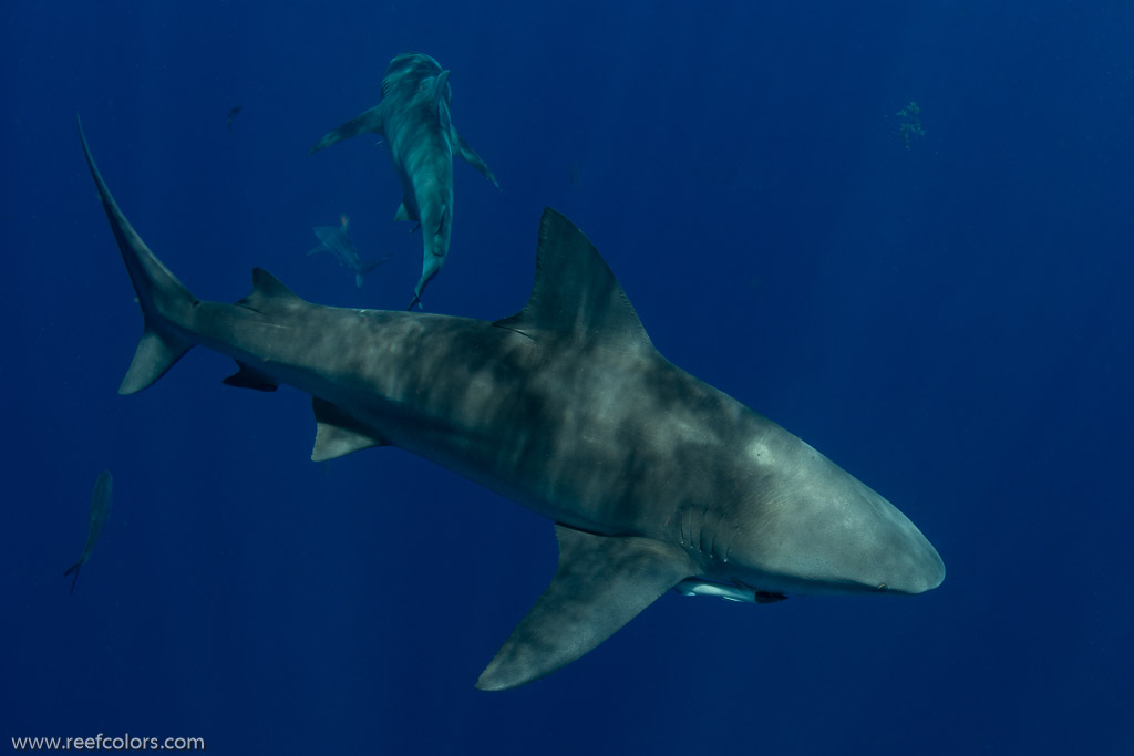 Florida Shark Diving, Florida, USA;  1/250 sec at f / 8,0, 17 mm