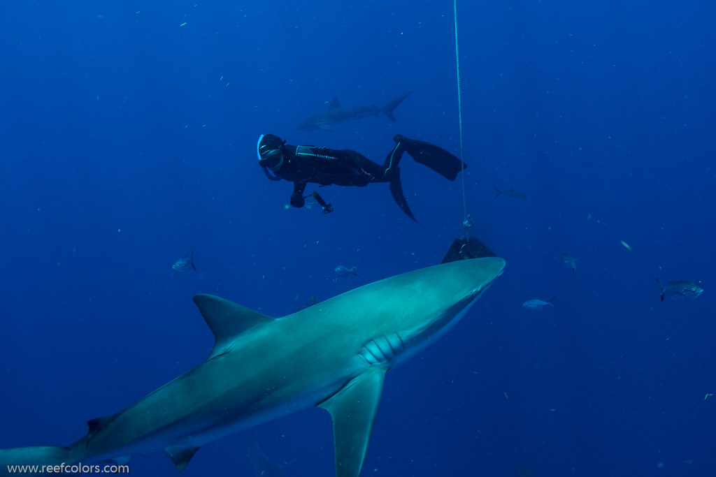 Florida Shark Diving, Florida, USA;  1/250 sec at f / 8,0, 17 mm