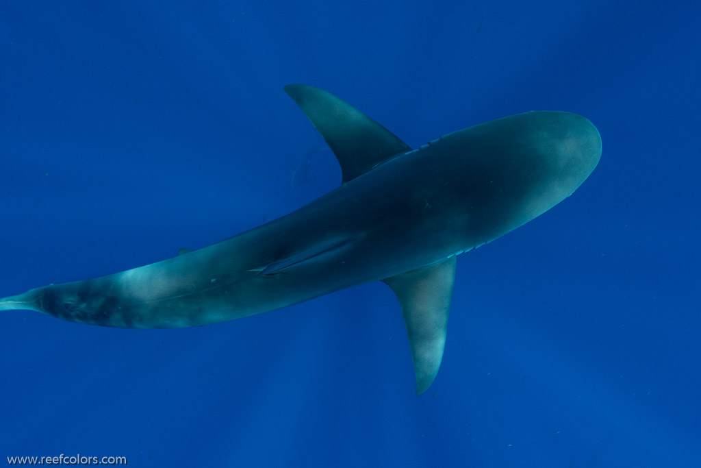 Florida Shark Diving, Florida, USA;  1/250 sec at f / 8,0, 17 mm