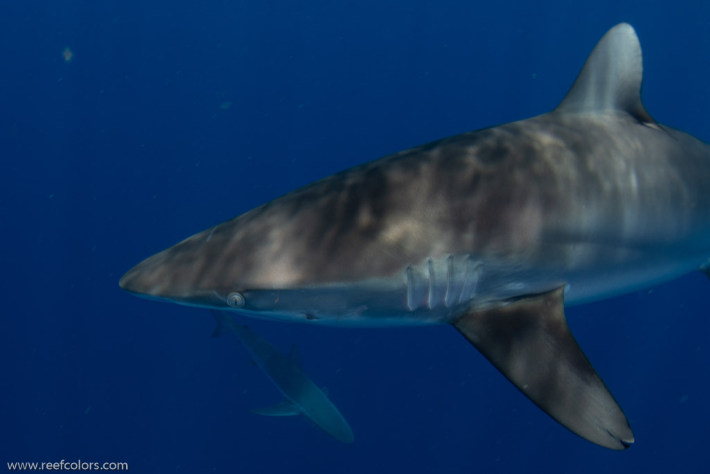 Florida Shark Diving, Florida, USA;  1/250 sec at f / 8,0, 17 mm