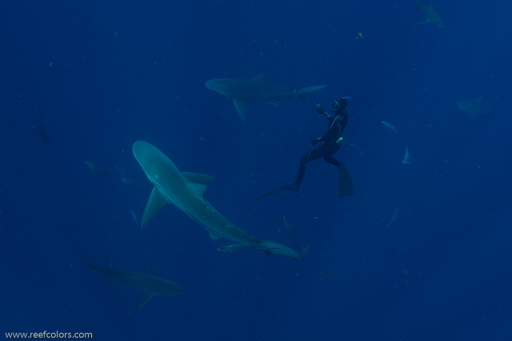 Florida Shark Diving, Florida, USA;  1/250 sec at f / 8,0, 17 mm