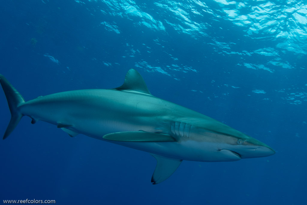 Florida Shark Diving, Florida, USA;  1/250 sec at f / 8,0, 17 mm