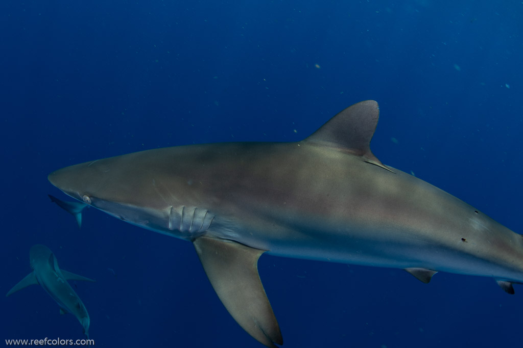 Florida Shark Diving, Florida, USA;  1/250 sec at f / 8,0, 17 mm