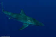 Florida Shark Diving, Florida, USA;  1/250 sec at f / 8,0, 17 mm