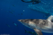 Florida Shark Diving, Florida, USA;  1/250 sec at f / 8,0, 17 mm