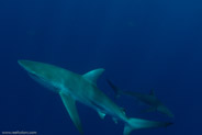 Florida Shark Diving, Florida, USA;  1/250 sec at f / 8,0, 17 mm