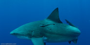 Florida Shark Diving, Florida, USA;  1/250 sec at f / 8,0, 17 mm