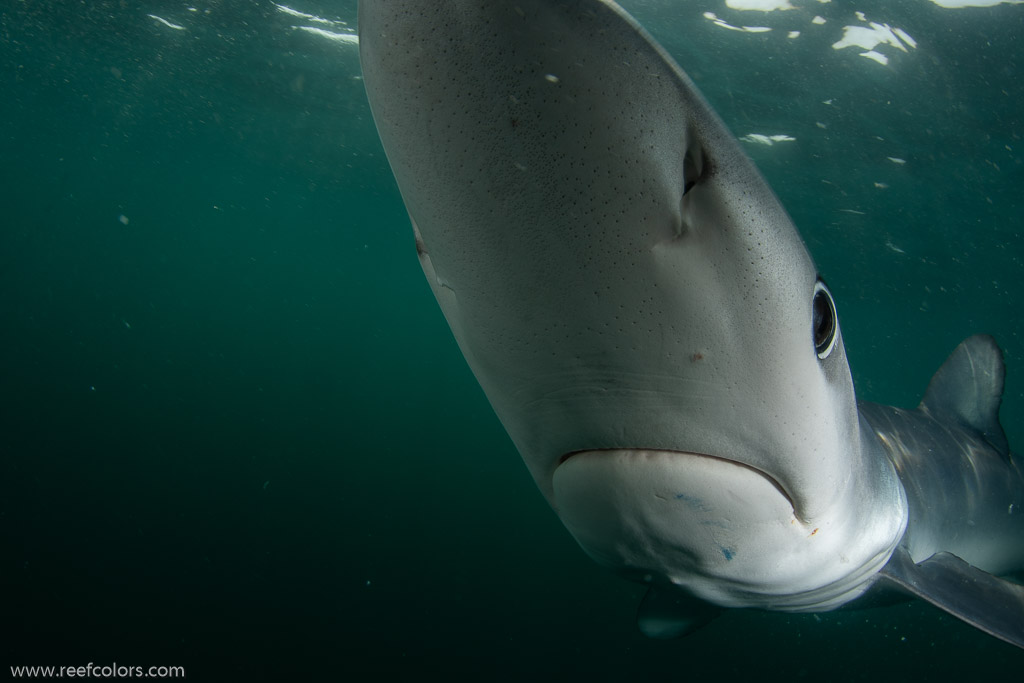 Shark Diving, Rhode Island, USA;  1/200 sec at f / 11, 12 mm