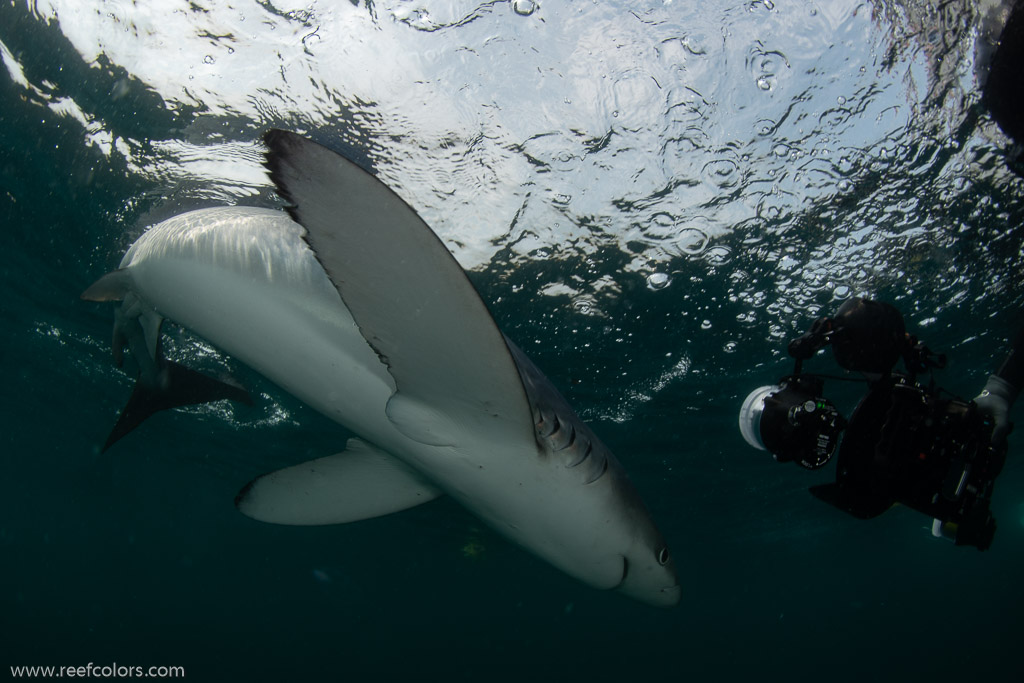 Shark Diving, Rhode Island, USA;  1/250 sec at f / 11, 13 mm