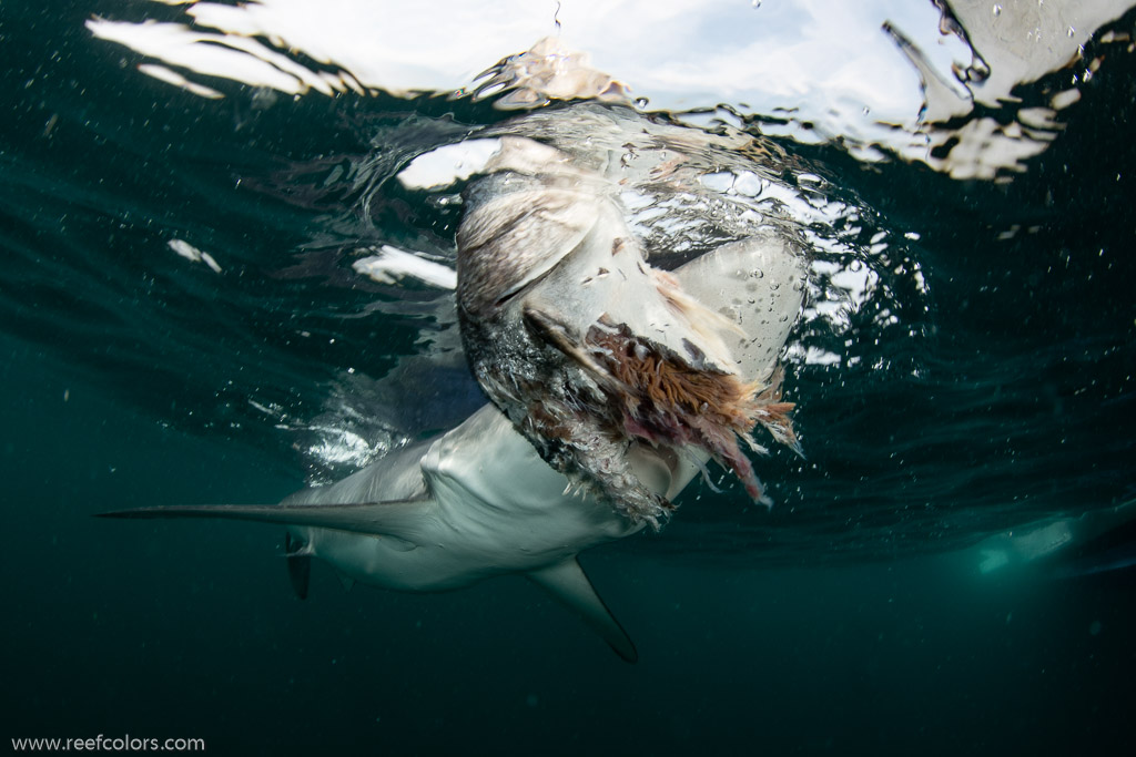 Shark Diving, Rhode Island, USA;  1/250 sec at f / 11, 13 mm