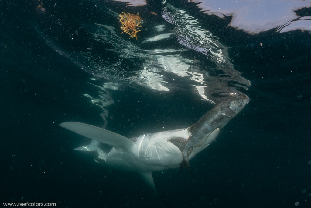 Shark Diving, Rhode Island, USA;  1/200 sec at f / 11, 13 mm