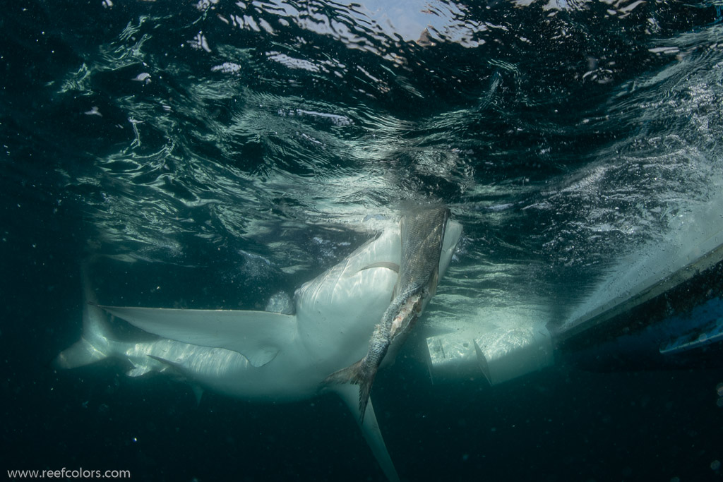 Shark Diving, Rhode Island, USA;  1/200 sec at f / 11, 13 mm