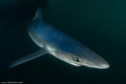 Shark Diving, Rhode Island, USA;  1/250 sec at f / 11, 11 mm