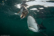 Shark Diving, Rhode Island, USA;  1/200 sec at f / 11, 12 mm