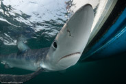 Shark Diving, Rhode Island, USA;  1/200 sec at f / 11, 12 mm