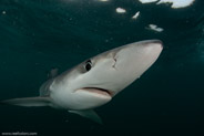 Shark Diving, Rhode Island, USA;  1/250 sec at f / 11, 13 mm