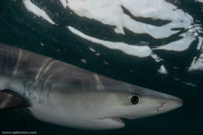 Shark Diving, Rhode Island, USA;  1/250 sec at f / 11, 13 mm