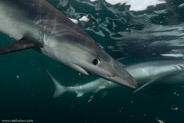 Shark Diving, Rhode Island, USA;  1/250 sec at f / 11, 13 mm