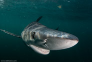 Shark Diving, Rhode Island, USA;  1/200 sec at f / 11, 12 mm