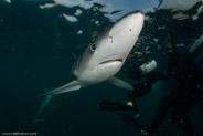 Shark Diving, Rhode Island, USA;  1/200 sec at f / 11, 13 mm