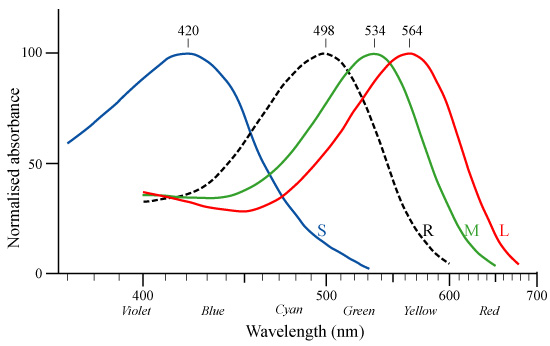 Cone Response