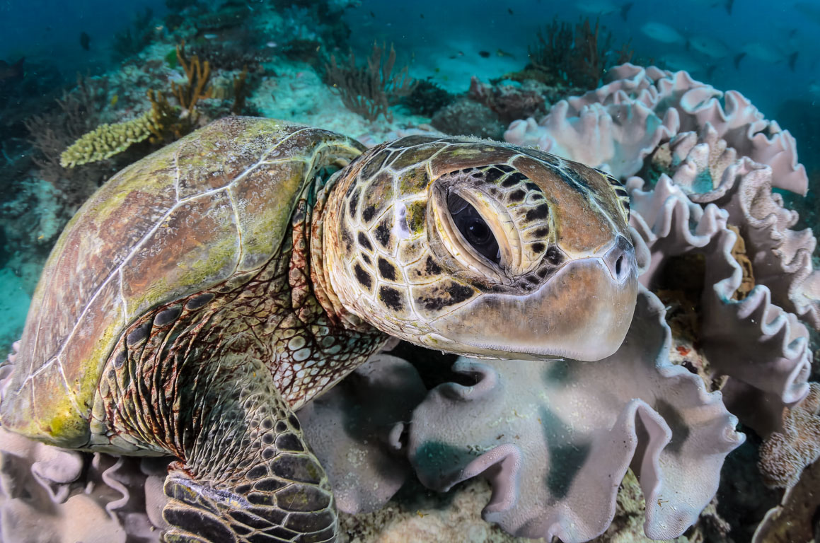 Heron Island