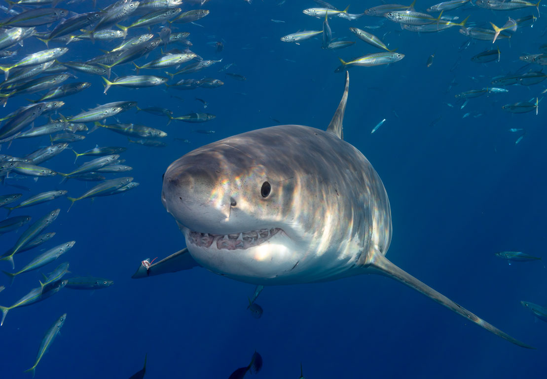 Guadalupe